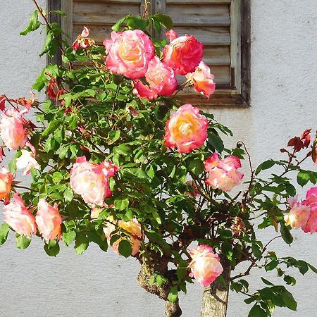 Hotel Haus Margarethe Mörbisch am See Zewnętrze zdjęcie