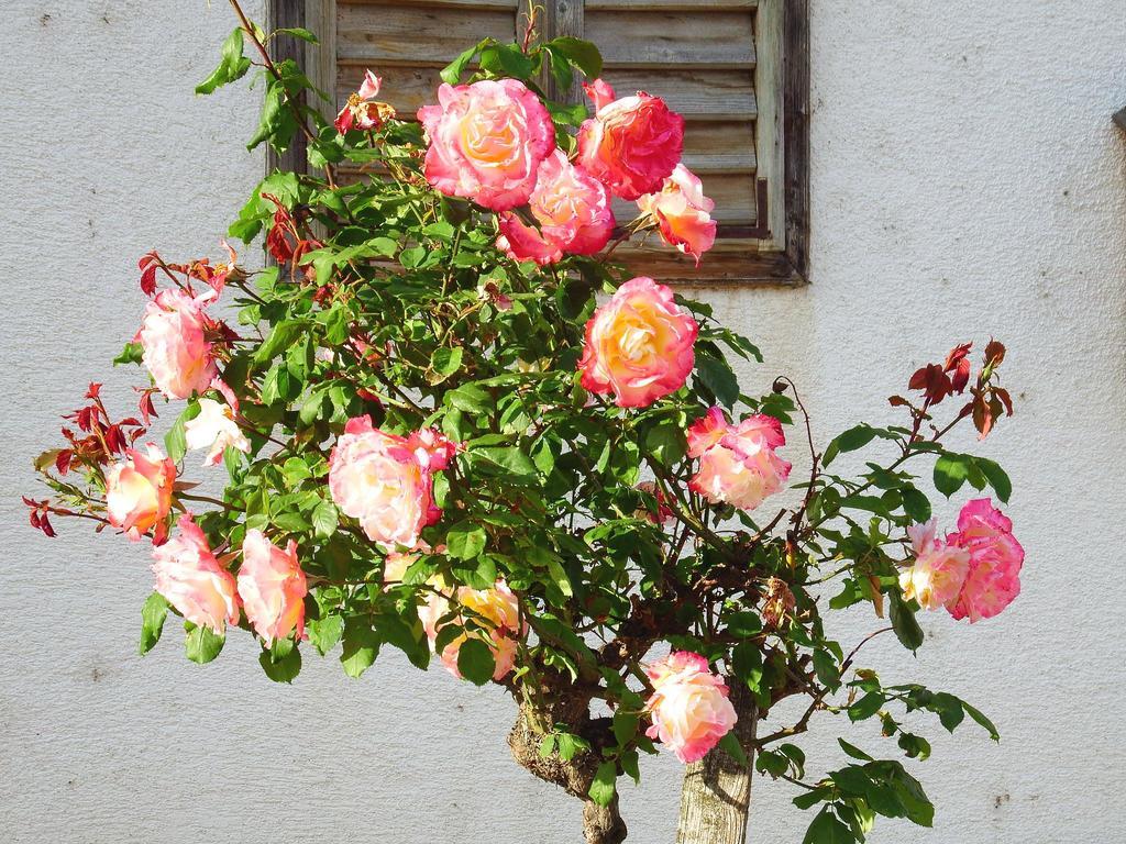 Hotel Haus Margarethe Mörbisch am See Zewnętrze zdjęcie